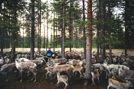 reindeer corral 